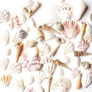 Super Z Outlet Sea Shells Mixed Beach Seashells - Various Sizes up to 2" Shells -Bag of Approx, 50 Seashells