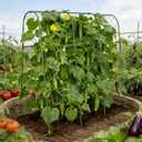 Cucumber Trellis for Climbing Plants Outdoors, U-Shape Garden Trellis for Raised Bed with Netting, Plant Support Structures for Vegetables, Grape, Bean, Tomato, Vines, 48 * 46 inch, Green