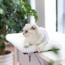 Topmart Cat Window Perch - Large Cat Sill, Seat, Shelf