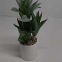 Hollyone Large Artificial Agave Plants Fake Three-Head Agave Succulent Plant Potted 15" Faux Plant in White Pot Succulent Aloe Plant Indoor for Desk Modern Home Decor (Style 2)