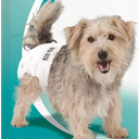 Simple Solution Disposable Dog Diapers, Female Dog Diapers, Puppy Potty Training, Incontinence and Heat Cycle Protection, Extra Small Diapers for Dogs, 914 Inch Waist, 30 Count