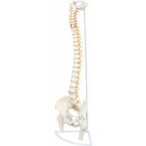 Wellden Medical Anatomical Classic Spine Model with Femur Heads, Flexible, Life Size, 80cm/31.5