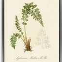 Stupell Industries Scientific Fern Study Gray Floater Framed Canvas Wall Art Design by Tina Higgins Designs, Inc., 25 x 31