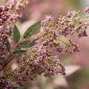 Dingion 3 Pcs 43 Inch Dusty Plum Berry Stem Artificial Spring Faux Sedum Stem Spray Flowers Realistic Flowers Branches Floral Picks for Vase Wedding Holiday Mantel DIY Harvest Seasonal Home Decor