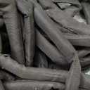 Garden Hose-2221 (100 FT)