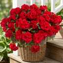  8 Pcs Artificial Geranium Plant Realistic Silk Flowers for Outside UV Resistant Faux Geraniums Flowers for Indoor Outdoor Home Garden Office Decoration (8, Red)