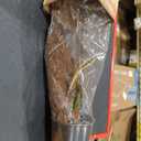 Altman Plants Live Snake Plant (Superba), Approx. 13" Tall, Virtually Indestructible, Easy Succulent Houseplant, 4 in Pot