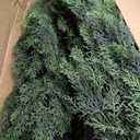 Classy Groundcovers: Arborvitae 'Smaragd', 3-Gallon Pot
