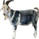 Asatre Adjustable Lined Hemp Goat Harness, Sheep, Livestock Durable Multi-Clasp Livestock Gear, Comfortable Farm Pet Accessory (Large)