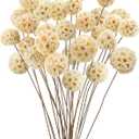 24 PCS Dried Craspedia Billy Balls Flowers, 18 Natural Dried Flowers Bouquet for Vase Floral Arrangements Wedding Table Centerpieces Party DIY Home Decor (White)