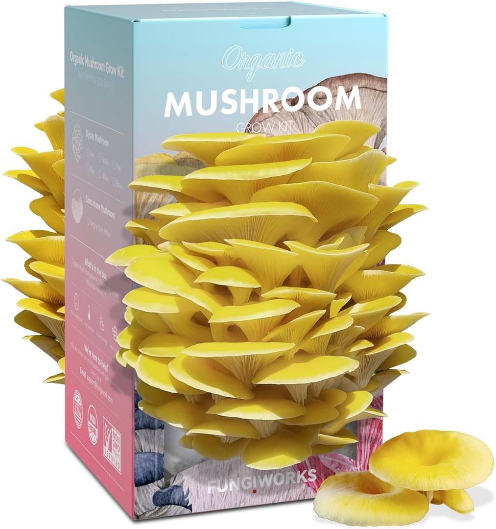 Organic Edible 4lbs Golden Oyster Mushroom Growing Kit, Made in USA, Double-Side Mushroom Grow Kit Indoor, Harvest Gourmet Mushrooms in 10 Days, Top Gardening Gift, Holiday Gift