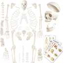Evotech Disarticulated Human Skeleton Model For Anatomy 67 inch High, Full Size Skeleton Models with Skull, Spine, Bones, Articulated Hand & Foot, for Anatomy Medical Learning