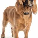 Dog Muzzle for Large Dogs Breathable Air Mesh Muzzle for Large Sized Dog | Mussels for Dogs Grooming | Muzzles to Prevent Biting Barking Chewing | Allows Panting and Drinking