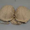 Women Lace Push Up Bras Add Two Cups Size Thick Padded Plunge Cleavage Underwire Bra (38D, Nude)