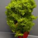 Obralitic Whimsical Table Top Small Christmas Tree, 2 FT Bendable Lime Green Christmas Tree with Lights and Red Ball, Curved Shape Artificial Tabletop Tree for Home Office Holiday Party Decoration