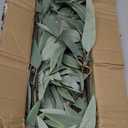 Faux Eucalyptus Stems - 34' Long Fake Salix Leaves 6 Pcs Artificial Greenery Stems for DIY Bouquet Arrangements, Centerpieces, Shower Decorations
