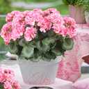2 Pcs Artificial Flowers Geranium Bush Artificial Flowers Begonia Pink Silk Geranium Flowers for Outdoors Artificial Geraniums Bundles for Planter Indoor Garden Home Decoration Wedding