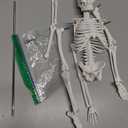NLShan Human Skeleton Model for Anatomy: Scientific Model with Movable Arms, Legs & Display Stand - 17" Mini Human Skeleton Model for Study and Display