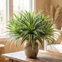 Hotop 6 Pcs Artificial Spider Plant Fake Greenery Plant Faux Chlorophytum Comosum Silk Greenery with White Edges for Indoor Outdoor Planter Home Office Decor 15.7 Inch Fake Hanging Grass Bush Decor
