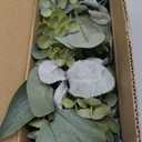 6FT Artificial Eucalyptus Garland  Non-Shedding Greenery Vine for Farmhouse, Wedding & Home Decor (6FT-RH-B)