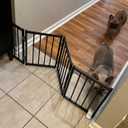 Free Standing Foldable Dog Gate, 16.5" High Step-Over Metal Short Pet Gate, Up to 48" Wide Puppy Fence for Stairs and Doorways, Indoor & Outdoor Use, No Drilling and No Assembly, Black