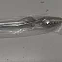KitchenAid Stainless Steel Long Tongs, 14 Inch