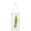 NCYP Small 4.1" x 9" Clear Glass Floating Display Frame for Picture, Certificate, Photo, Pressed Dried Flower - Wall Hanging Plant Clip - Modern Home Vertical Decor, Gold (Glass Frame Only)