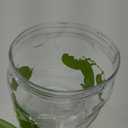 Lixit Feeder or Waterer for Chickens and Other Wildlife (64oz)