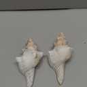 SINKOO 2PCS Conch Shell Large Natural Seashells Perfect for Fish Tank Wedding Decor Beach Theme Party Home Decorations