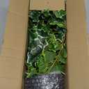 Hollyone Artificial Hanging Plants Potted 31.4" Fake Ivy Vine Faux Ivy Leaves Hanging Greenery Plant in White Pot for Home Indoor Wall House Room Patio Shelf Office Decor