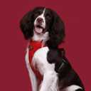 No Pull Dog Harness Medium Sized Dog,Stylish PU Leather Vest with Easy Control Handle,No Choke Front Clip with 2 Metal Leash Clips,Reflective & Adjustable for Walking,Red,Chest 22-29"