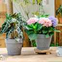 Melphoe Plant Pots Indoor with Drainage & Saucer, 2Pack 8 inch Flower Pots Outdoor Planters for Indoor Plants Garden Home Decor Cactus Succulent, Rigid Plastic (Imitation-Terracotta) Vine-Embossed