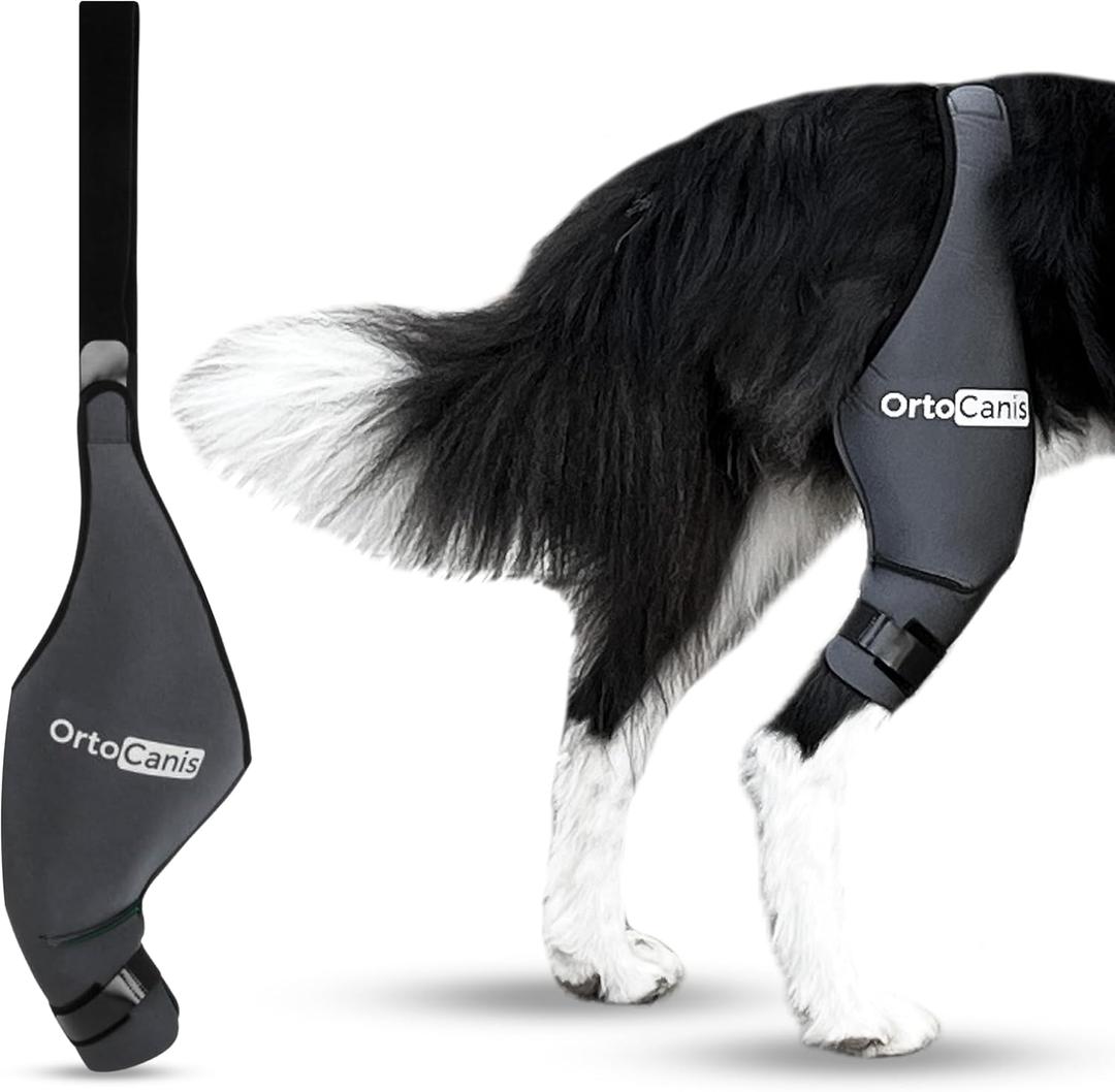 Ortocanis - Dog Knee Brace - For Right Hind Leg - Made of ARD Neoprene - For ACL Tear, Ligament Injuries, Patellar Luxation or Osteoarthritis - Size XX-Large (16,5 - 18 ")