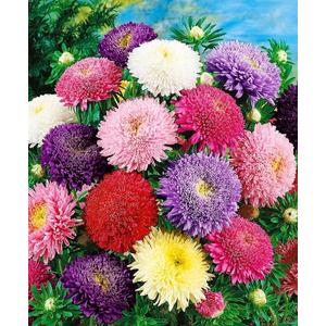 Seeds Aster Princess Mix - Annual Flowers for Planting - GMO Free