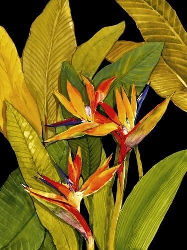 ART.COM Wall Art Print Dramatic Bird of Paradise by Tim O'toole, 12" x 16"