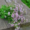 8 x 800+ Seeds Oregano - Herb Green