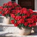 4 x GLIDLION 24 Bundles Artificial Geranium Flowers for Spring Summer Decor, UV-Resistant Fake Plants Realistic Faux Silk Bouquets for Front Door Farmhouse Garden Porch Home Outdoor Decor (Red)