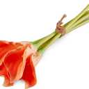 Elements Mikasa Artificial Latex Calla Lily Bouquet, Lifelike Look and Feel, Set of 5 5x3x18 Inch