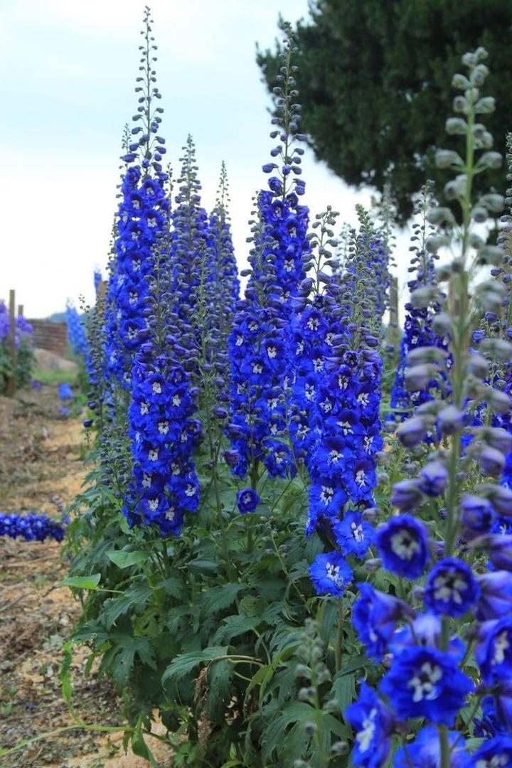 9 x 70+ Seeds Delphinium - Flower Blue