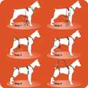 Dog Lift Harness, Dog Lift Sling Carrier with Handle & Shoulder Sling, Support Harness for Rear Back Legs Helps,Disabled,Arthritis,Joint Injuries,Paralysis Up StairsOrange,Medium