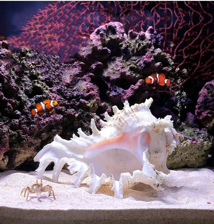 YZHZOM 5.5 to 6.3 Large Natural Conch Shell Fish Tank Hideout Fish Tank House Natural Conch sea Shells for Fish Tank,Air Plant,Home Decorations,DIY Crafts