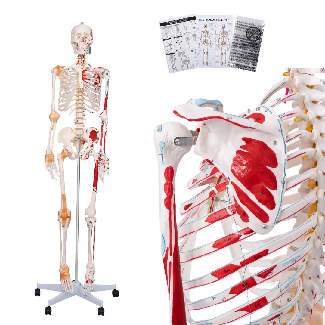Life Size Posable Skeleton for Anatomy, 70.8'' Human Skeleton Bones Full Size Skeleton Model with Muscle Insertion, Joint Ligaments, Medical Anatomy Skeleton Model W/Rolling Stand for Study Display