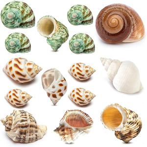 15PCS Hermit Crab Shells Include Small & Medium and Large (6 Types) Natural Seashells, for Hermit Crab Supplies and Replacement Sea Shells