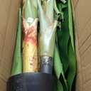 Artificial Banana Tree 7.4ft(88in) Tall Faux Banana Leaf Plant with 16 Leaves, Fake Realistic Tropical Plants Perfect for Home Garden Yard Patio Living Room Decor Indoor (7.4feet,1Pack)