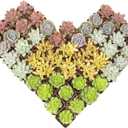 Altman Plants Premium Bulk Succulent Plants (50 Pack), 5 Unique Live Succulents in Sets of 10, Assorted Colors & Shapes, 2 in Pots