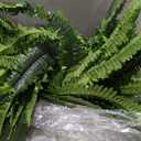 FOREST PRINCE 50" Fake Ferns Bush Plants with 96 Frond, 2 Faux Ferns for Outdoors Planter Large Garden Porch Entrance Balcony Windowsill Home Decor