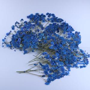 50 Pcs Sapphire Blue Flat Dried Baby's Breath Pressed Flower Bulk Bundles +1 Tweezers Set.Real Gypsophila Natural Dried Flowersr for Making Blessing Card/Resin Art/ DIY Candle Decor.