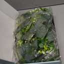 Dolicer 2 Packs 6FT Artificial Eucalyptus Garland, Faux Greenery Garland Fake Vines Hanging Silver Dollar Eucalyptus Leaves for Wedding Backdrop Arch Table Wall Party Home Decor (Grey Green With White Seed)