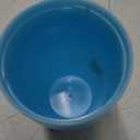 Munchkin Sippy Cups for Toddlers 1-3, Spill Proof Miracle 360 Cup, 10 Ounce, 2 Pack, Blue/Purple