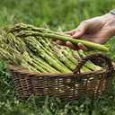 7 x Seeds Mary Washington Asparagus Green Non GMO Heirloom